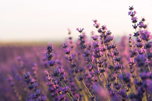 The Calming Benefits of Lavender Essential Oil for Stress Relief