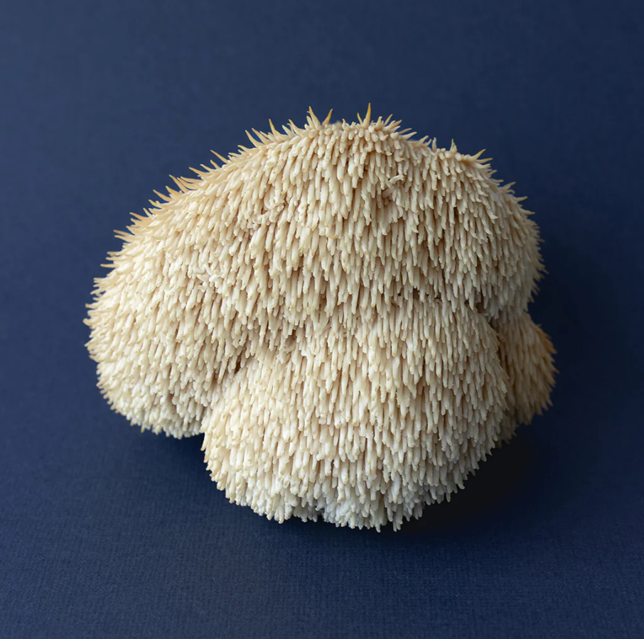 Lions Mane Honey Pearls