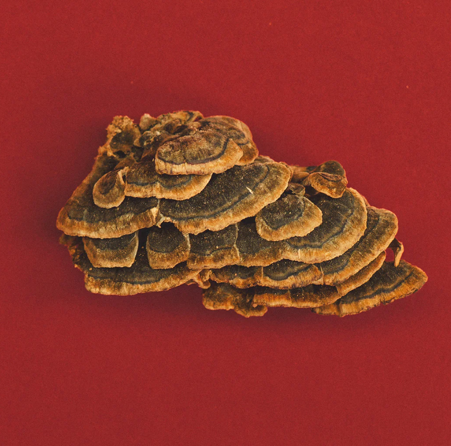 Turkey Tail Honey Pearls